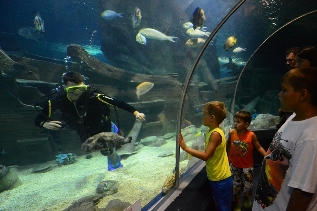 Sochi Discovery World Aquarium — подводный тоннель океанариума в Сочи